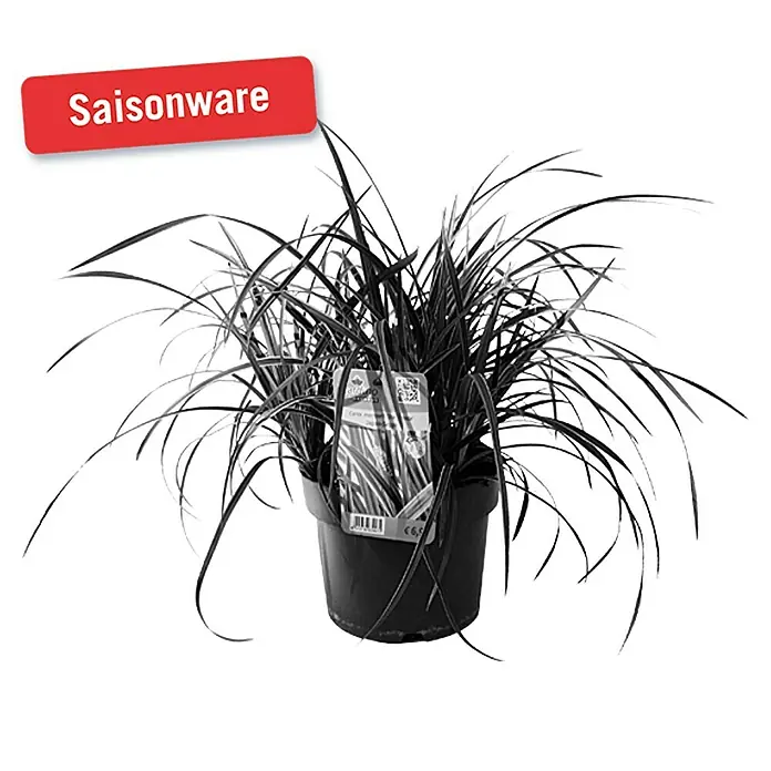 Piardino Ziergras - Topfgröße: 19 cm, 6 Sondersorten - Vorderansicht