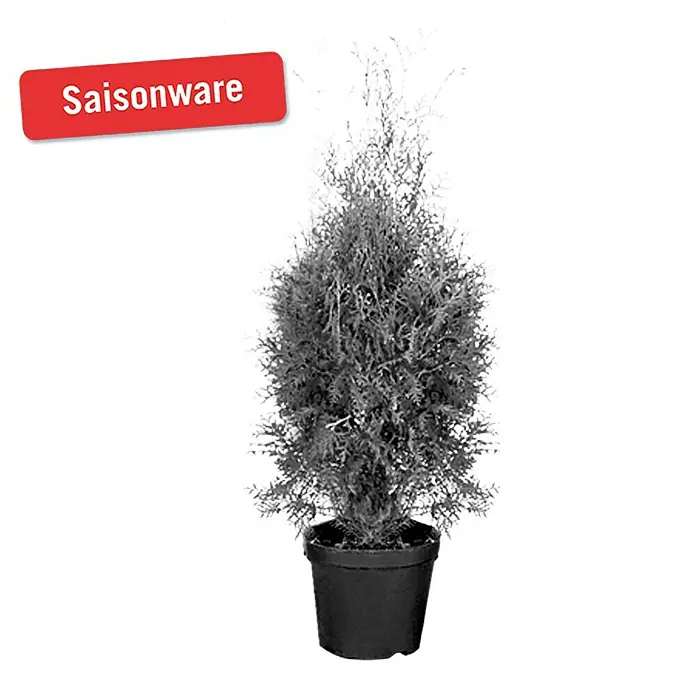 Piardino Lebensbaum - Thuja occidentalis 'Brabant', Topfvolumen: 15 l, Aktuelle Wuchshöhe: 150 cm - 175 cm
