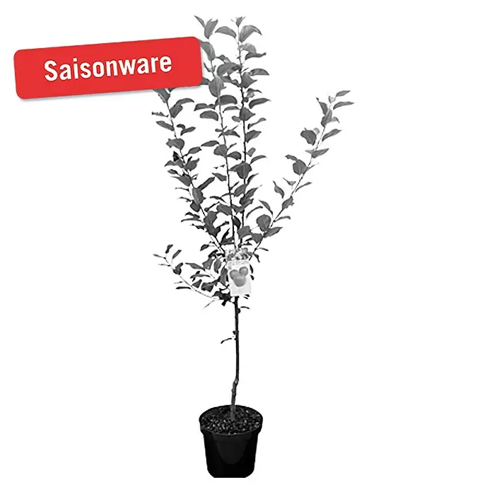 Piardino Apfelbaum - Malus domestica - Vorderansicht