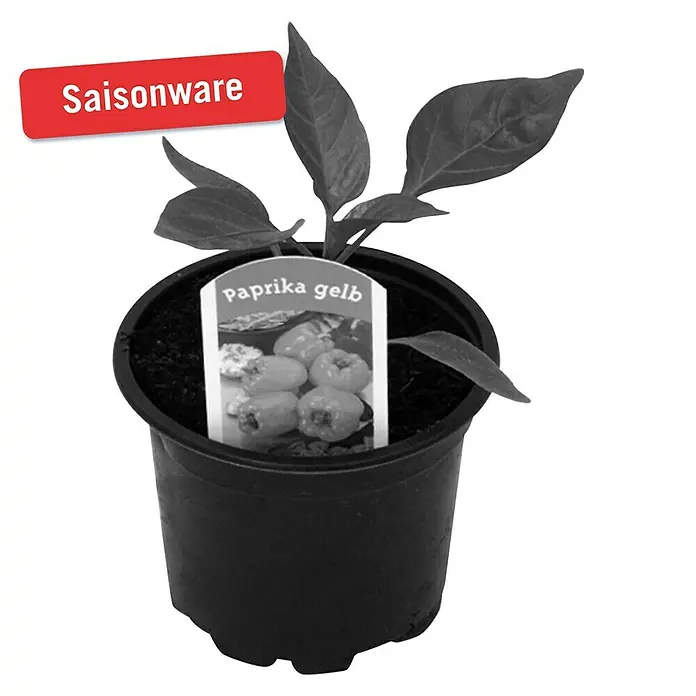 Piardino Paprika - Capsicum annuum, 9 cm, Erntezeit: August - Oktober, Farbe Frucht: Gelb - Vorderansicht