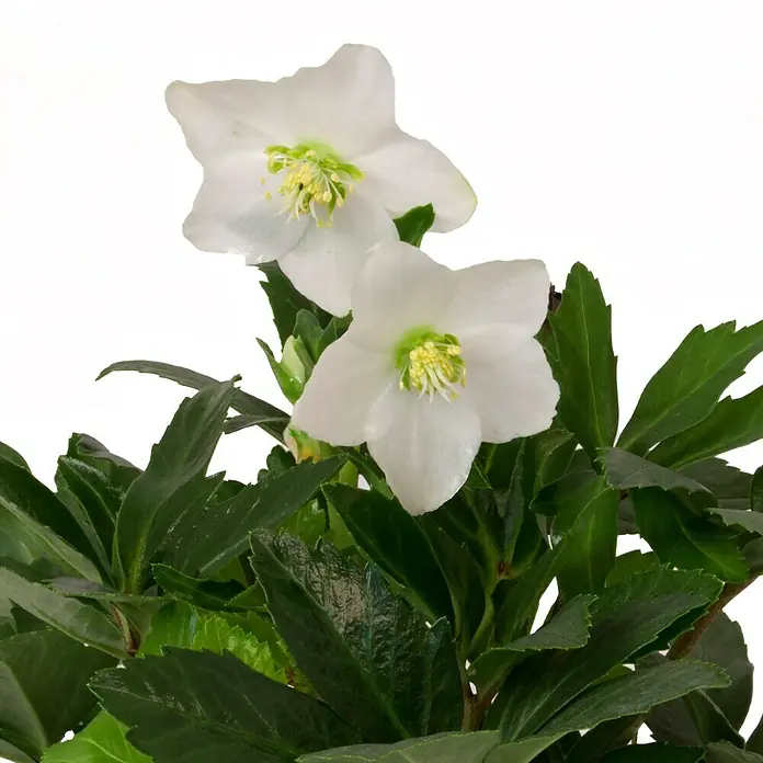 Piardino Christrose - Helleborus niger, Topfgröße: 13 cm, Weiß - Detailaufnahme