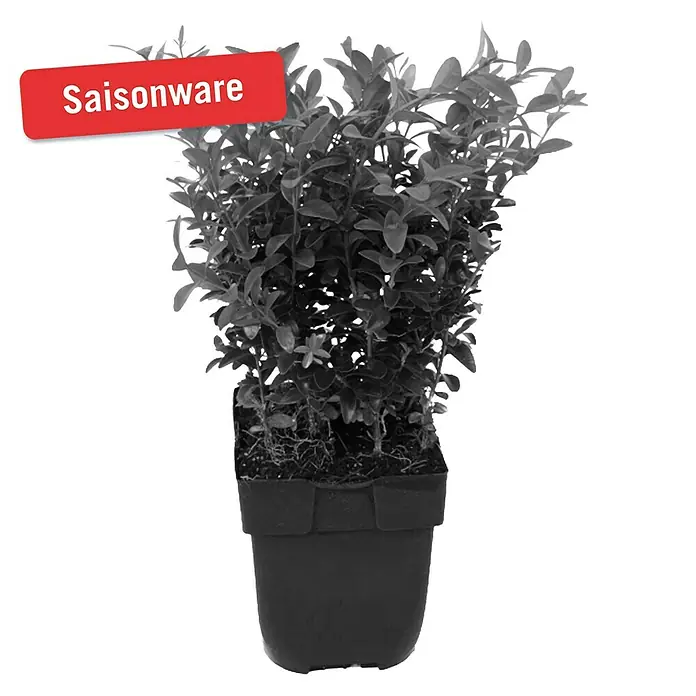 Piardino Buchsbaum - Buxus sempervirens - Vorderansicht