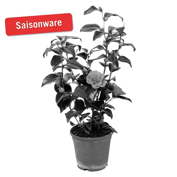 Piardino Japanische Kamelie - Camellia japonica, Topfgröße: 13 cm, Blütenfarbe: Sortenabhängig - Vorderansicht