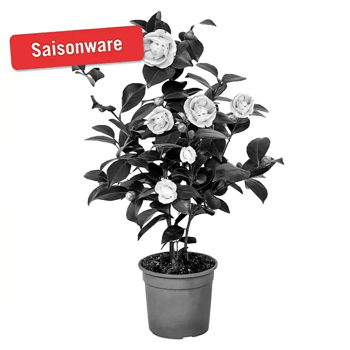 Piardino Japanische Kamelie - Camellia japonica, Topfgröße: 15 cm, Blütenfarbe: Sortenabhängig - Vorderansicht