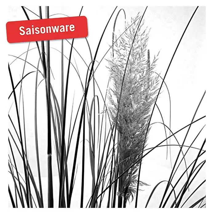 Piardino Pampasgras - Cortaderia seloana, Topfvolumen: 10 l, Grau/Grün - Detailaufnahme
