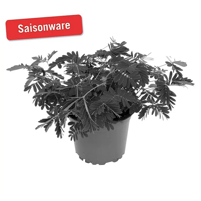 Piardino Mimose - Mimosa pudica, Topfgröße: 9 cm, Blütenfarbe: Rosa - Vorderansicht