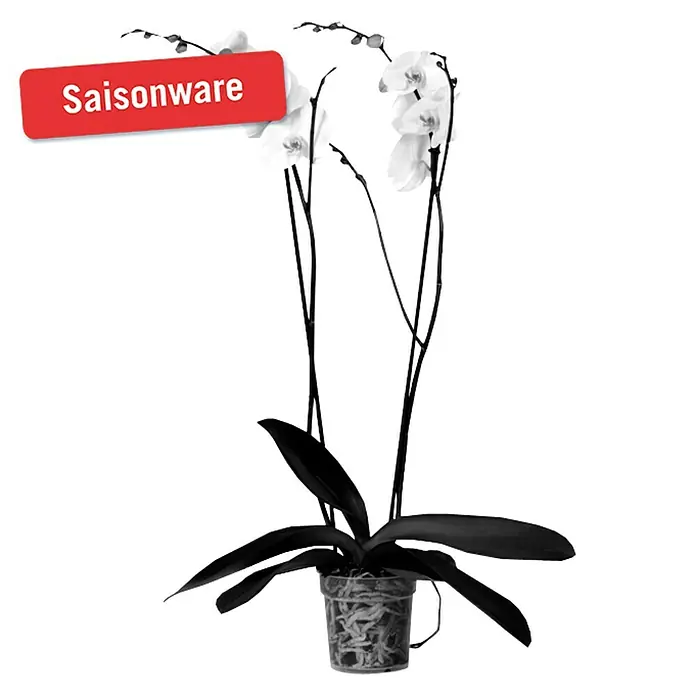 Piardino Schmetterlingsorchidee - Phalaenopsis Hybride Snow Ball, Topfgröße: 15 cm, Weiß, Anzahl Triebe: 2 Stk., Aufrecht - Vorderansicht