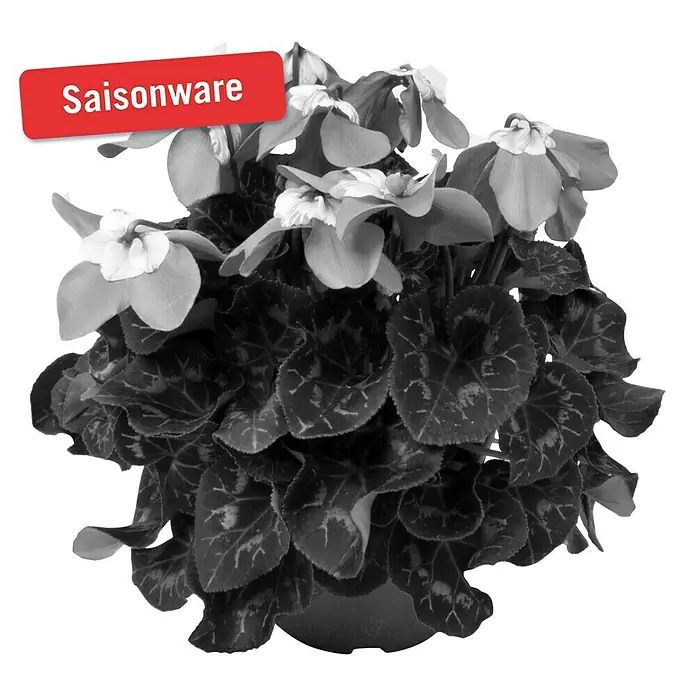 Piardino Zimmer-Alpenveilchen - Cyclamen persicum Fleur en Vouge, Topfgröße: 13 cm, Dunkelrosa/Weiß - Vorderansicht