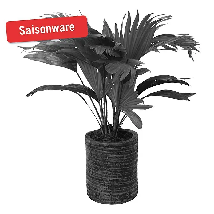 Piardino Fächerpalme Nr. 12 - Livistona chinensis, Topfgröße: 18 cm - Vorderansicht