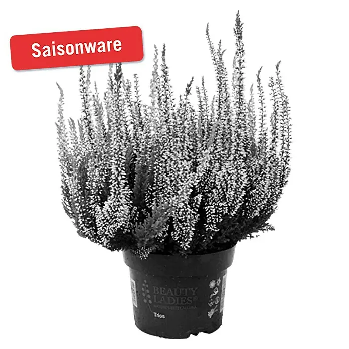 Besenheide - Calluna vulgaris Beauty Ladies, Topfgröße: 11 cm, 3-farbig - Vorderansicht