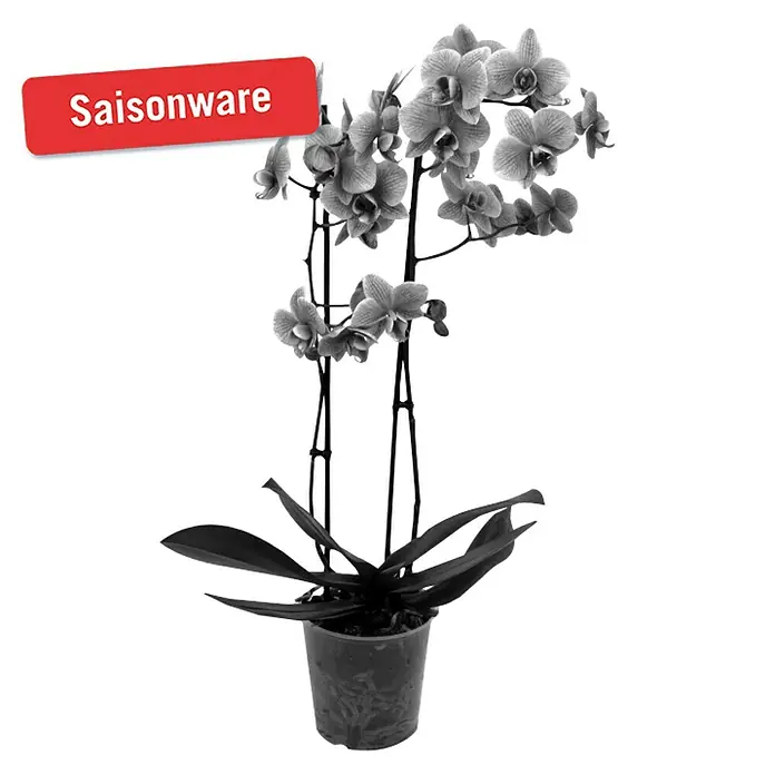 Piardino Schmetterlingsorchidee - Phalaenopsis Hybride, Topfgröße: 12 cm, Blütenfarbe: Pink gefärbt, Anzahl Triebe: 2 Stk., Aufrecht - Vorderansicht