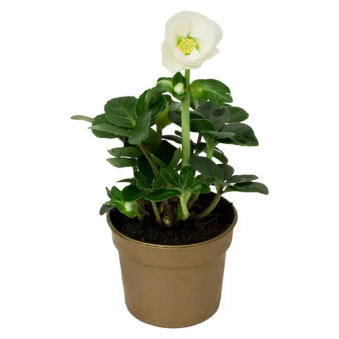 Piardino Christrose - Helleborus niger, Topfgröße: 9 cm, Weiß - Vorderansicht