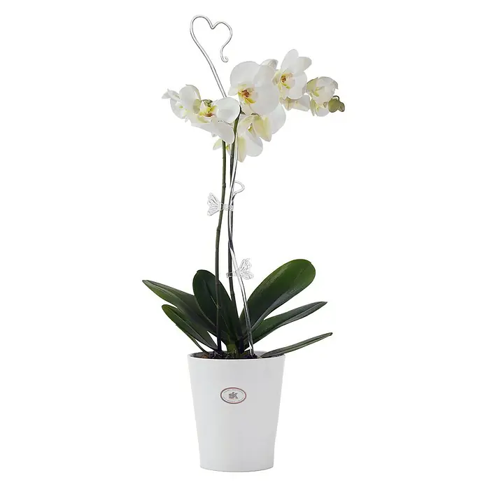 SK Orchideentopf Merina - Außenmaß (Ø x H): 10 x 12 cm, Keramik, Weiß, Glänzend - Anwendungsbeispiel