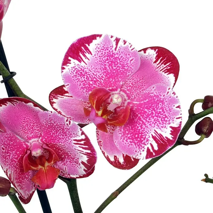 Piardino Schmetterlingsorchidee - Phalaenopsis Macig Art, Topfgröße: 12 cm, Dunkelrosa/Weiß, Anzahl Triebe: 2 Stk., Aufrecht - Detailaufnahme