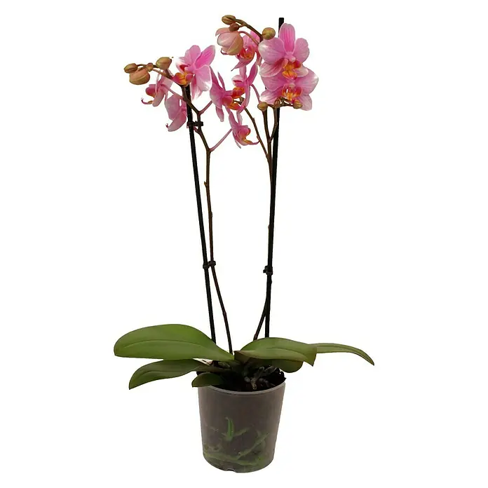 Piardino Schmetterlingsorchidee - Phalaenopsis Hybride Multiflora, Topfgröße: 12 cm, Rosa, Anzahl Triebe: 2 Stk., Aufrecht - Vorderansicht