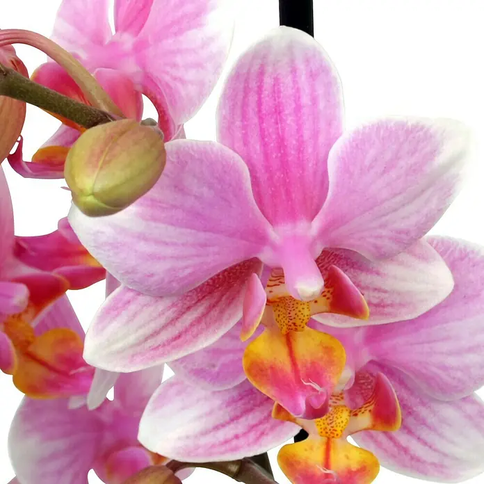 Piardino Schmetterlingsorchidee - Phalaenopsis Hybride Multiflora, Topfgröße: 12 cm, Rosa, Anzahl Triebe: 2 Stk., Aufrecht - Detailaufnahme
