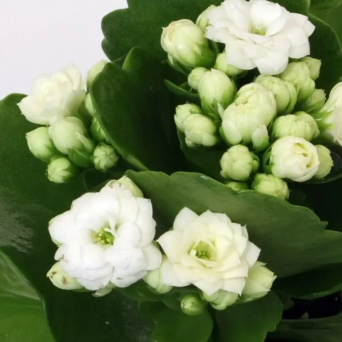 Piardino Flammendes Käthchen Mini - Kalanchoe blossfeldiana, Topfgröße: 7 cm, Weiß - Detailaufnahme