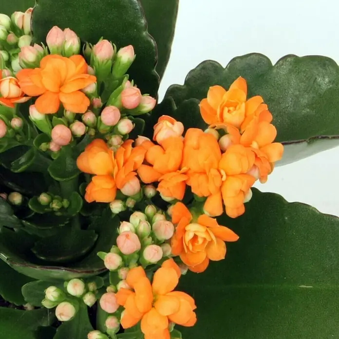 Piardino Flammendes Käthchen Mini - Kalanchoe blossfeldiana, Topfgröße: 7 cm, Orange - Detailaufnahme