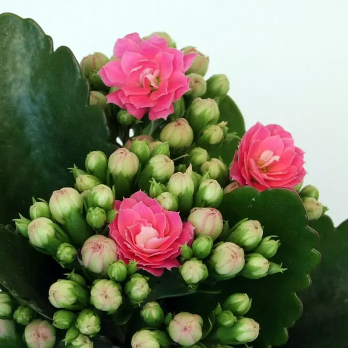 Piardino Flammendes Käthchen Mini - Kalanchoe blossfeldiana, Topfgröße: 7 cm, Rosa - Detailaufnahme