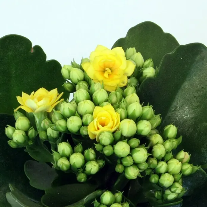Piardino Flammendes Käthchen Mini - Kalanchoe blossfeldiana, Topfgröße: 7 cm, Gelb - Detailaufnahme