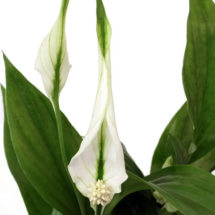 Piardino Einblatt Mini - Spathiphyllum floribundum, Topfgröße: 7 cm, Weiß - Detailaufnahme