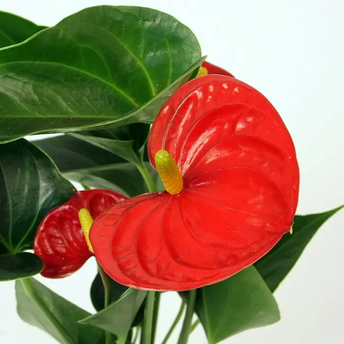Piardino Flamingoblume Mini - Anthurium x Andreanum, Topfgröße: 7 cm, Rot - Detailaufnahme