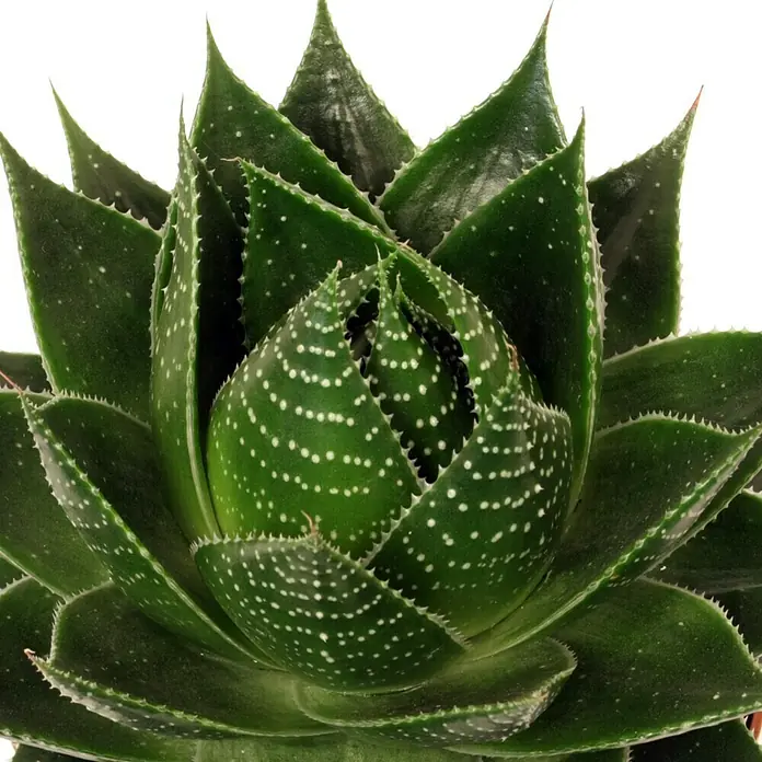 Piardino Aloe vera - Aloe aristata Cosmos, Topfgröße: 13 cm, Grün - Detailaufnahme