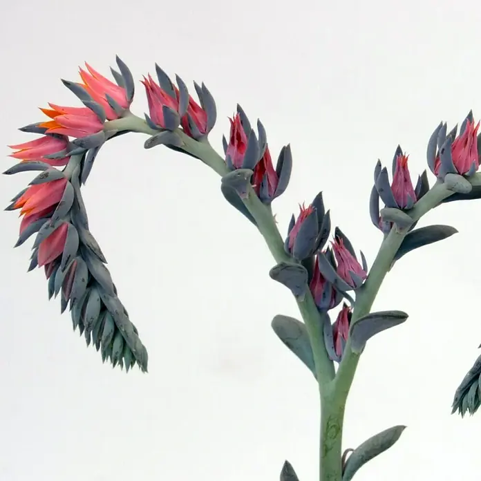 Piardino Echeverie - Echeveria Blue Prince, Topfgröße: 12 cm, Grün - Detailaufnahme