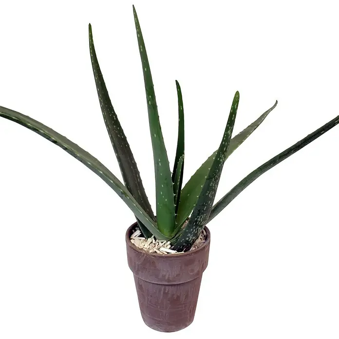 Piardino Aloe vera - Aloe Vera, Topfgröße: 11 cm - Vorderansicht