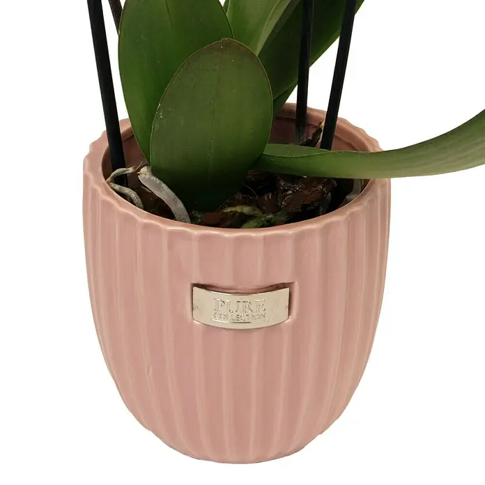 Piardino Schmetterlingsorchidee - Phalaenopsis Hybride, Topfgröße: 12 cm, Sortenabhängig, Aufrecht - Detailaufnahme