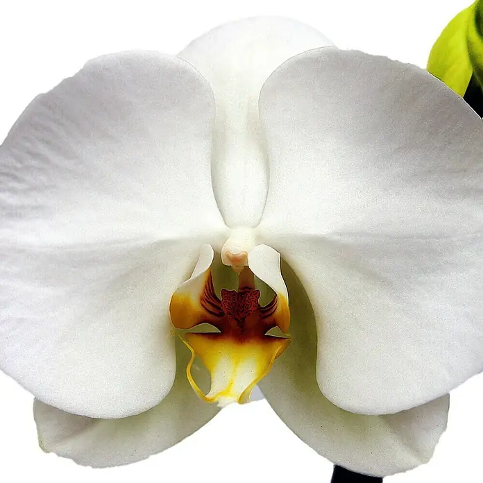 Piardino Orquídea mariposa - Phalaenopsis Hybriden, Tamaño de maceta: 15 cm, Blanco, Número de brotes: 2 ud., En posición vertical - Primer plano