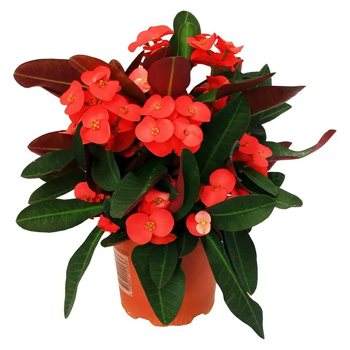 Piardino Christusdorn - Euphorbia milii, Topfgröße: 10 cm, in Sorten - Vorderansicht