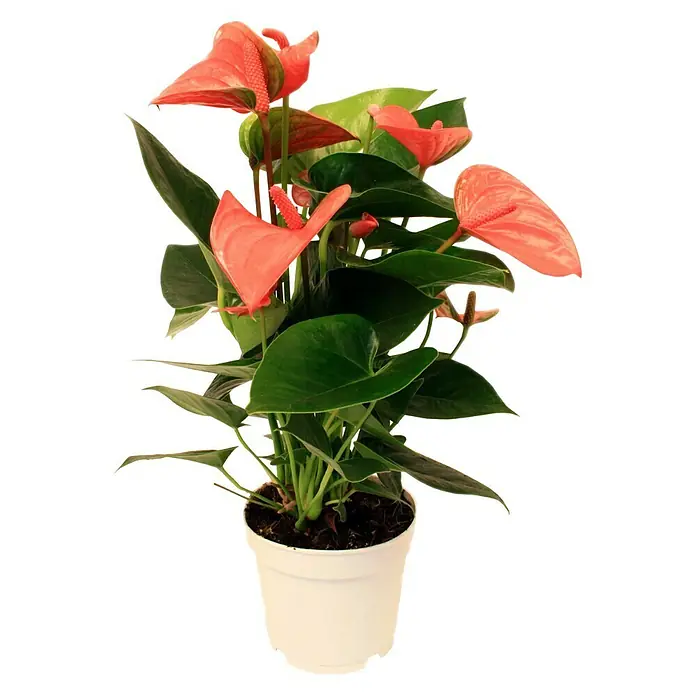 Piardino Flamingoblume - Anthurium x andreanum, Topfgröße: 17 cm, Blütenfarbe: Sortenabhängig - Vorderansicht
