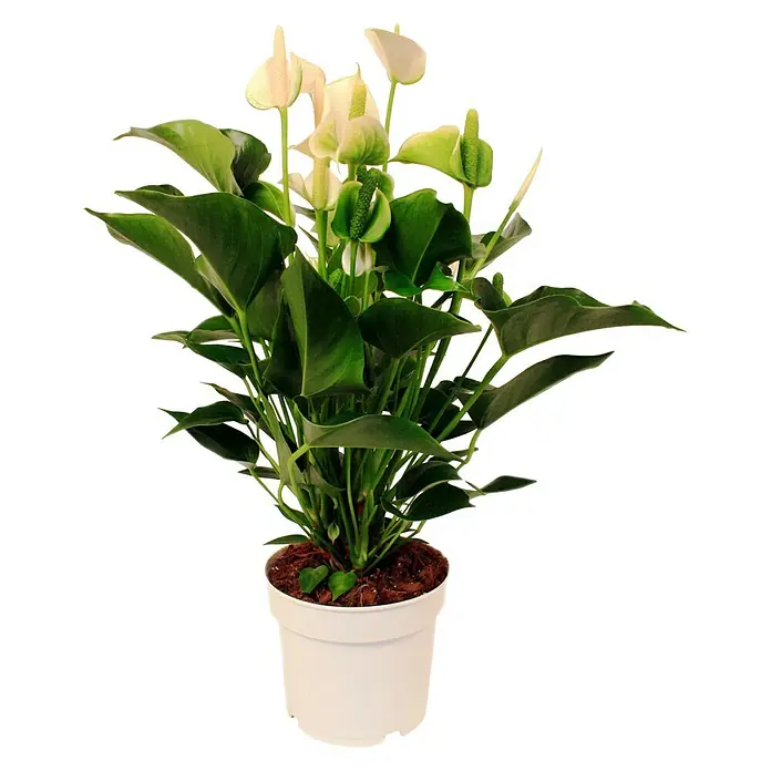 Piardino Flamingoblume - Anthurium x andreanum, Topfgröße: 17 cm, Blütenfarbe: Sortenabhängig - Vorderansicht