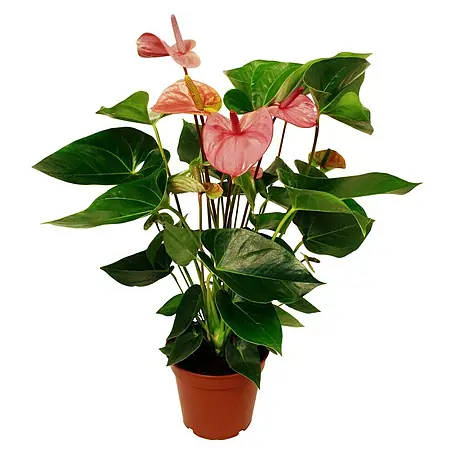 Piardino  Flamingoblume