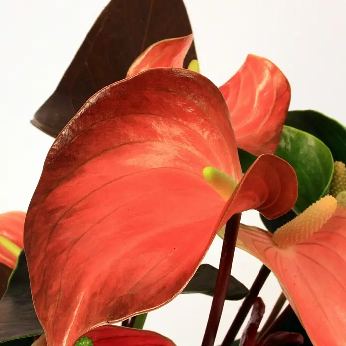 Piardino Flamingoblume - Anthurium x Andreanum, Topfgröße: 12 cm, Orange - Detailaufnahme