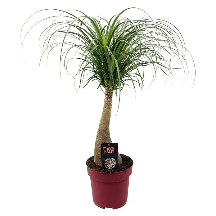 Piardino Elefantenfuß - Beaucarnea recurvata, Topfgröße: 24 cm, Grün - Vorderansicht
