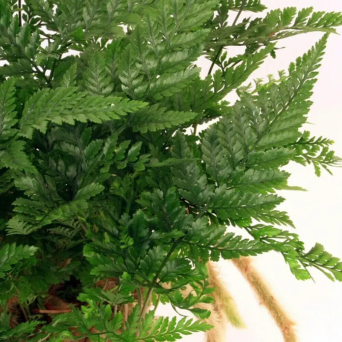 Piardino Hasenpfotenfarn - Davallia bullata, Topfgröße: 12 cm - Detailaufnahme