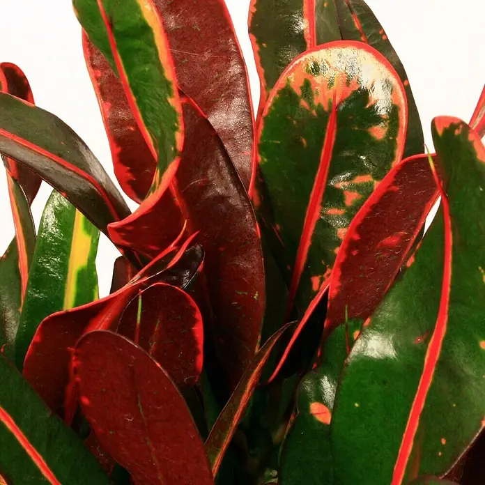 Piardino Kroton - Codiaeum variegatum, Topfgröße: 17 cm, Gelb/Grün - Detailaufnahme