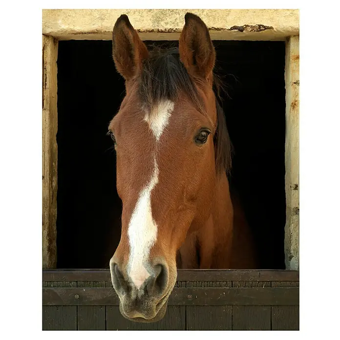 Vinilo forma ventana - Caballo, 75 x 60 cm - Vista descendente