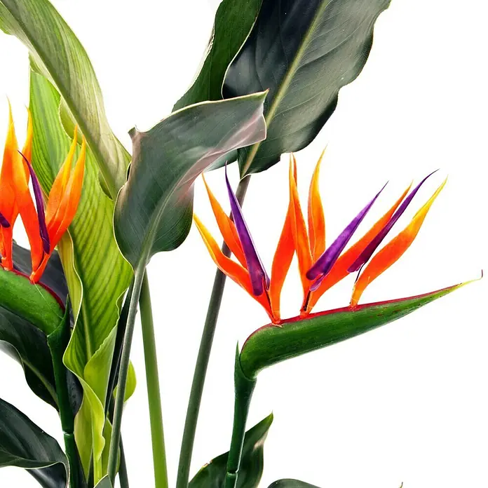 Piardino Königs-Strelitzie mit Seidenblüte - Strelitzia reginae, Topfgröße: 12 cm, Orange - Detailaufnahme