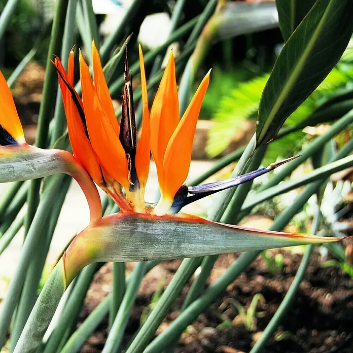 Piardino Königs-Strelitzie mit Seidenblüte - Strelitzia reginae, Topfgröße: 12 cm, Orange - Detailaufnahme