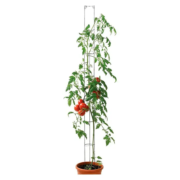 Bellissa Tomatensäule - 160 cm - Anwendungsbeispiel