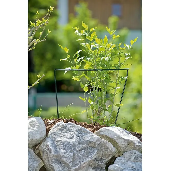 Windhager Staudenstütze fix - B x H: 40 x 70 cm, Rund