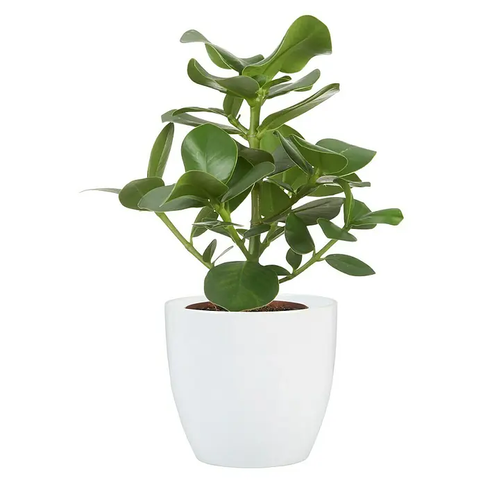 Scheurich Übertopf rund 920 - Außenmaß (Ø x H): 33 x 31 cm, Alaskaweiß, Keramik