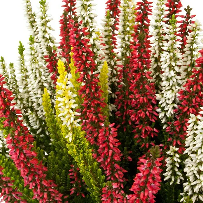 Brecina - Calluna vulgaris Beauty Ladies Long Life, Tamaño de maceta: 13 cm, Multicolor - Primer plano