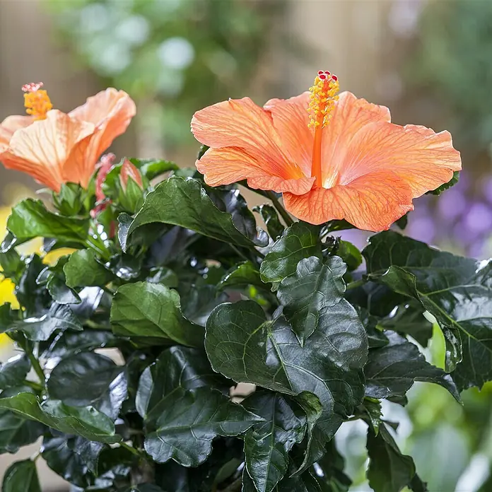 Grünpflanzen Gartenhibiskus - Hibiscus syriacus in Sorten, Topfvolumen: 5 l - Detailaufnahme