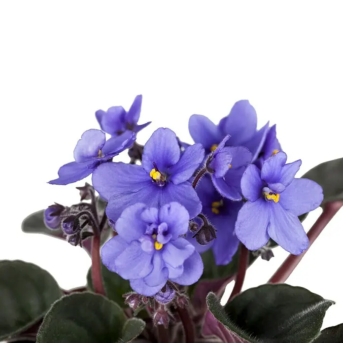 Piardino Violeta africana - Saintpaulia ionantha, Tamaño de maceta: 12 cm, Color de flor: Dependiendo de la variedad - Primer plano