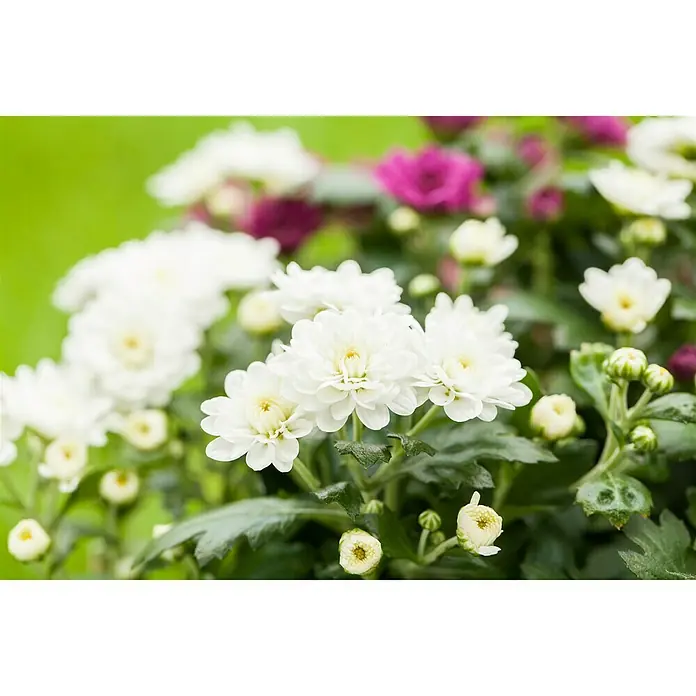 Piardino Herbst-Chrysantheme - Dendranthema multiflora Trio, Mehrfarbig, Weiß, Gelb, Rot