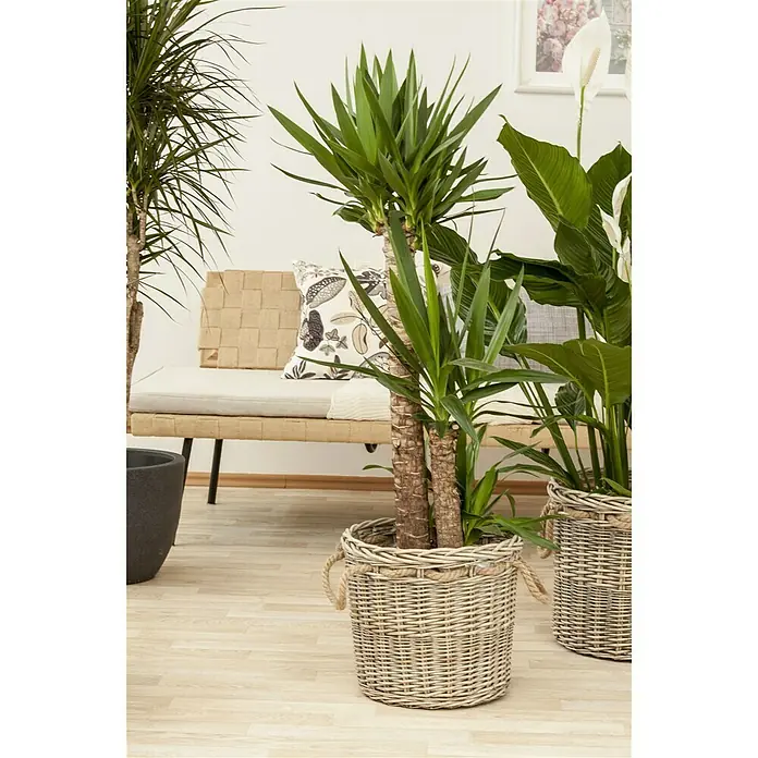 Piardino Palmlilie - Yucca elephantipes, Topfgröße: 24 cm, 3 Stämme gestuft - Stimmungsaufnahme